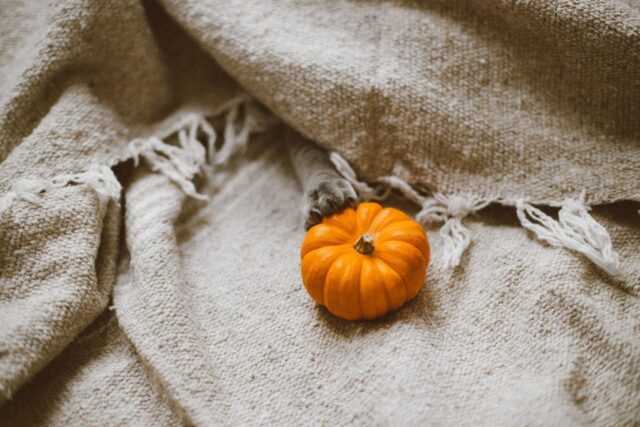 Little Pumpkin – Bild 3