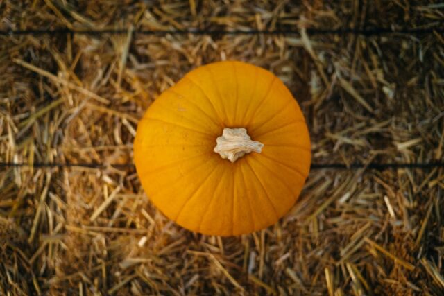 Little Pumpkin – Bild 2